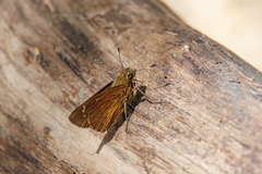 Pelopidas assamensis