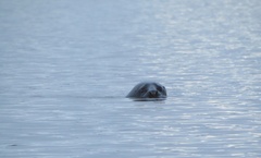 Halichoerus grypus grypus