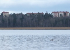 Halichoerus grypus grypus