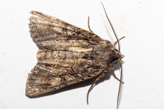 Ichneutica mutans