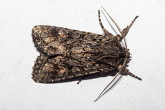 Ichneutica mutans