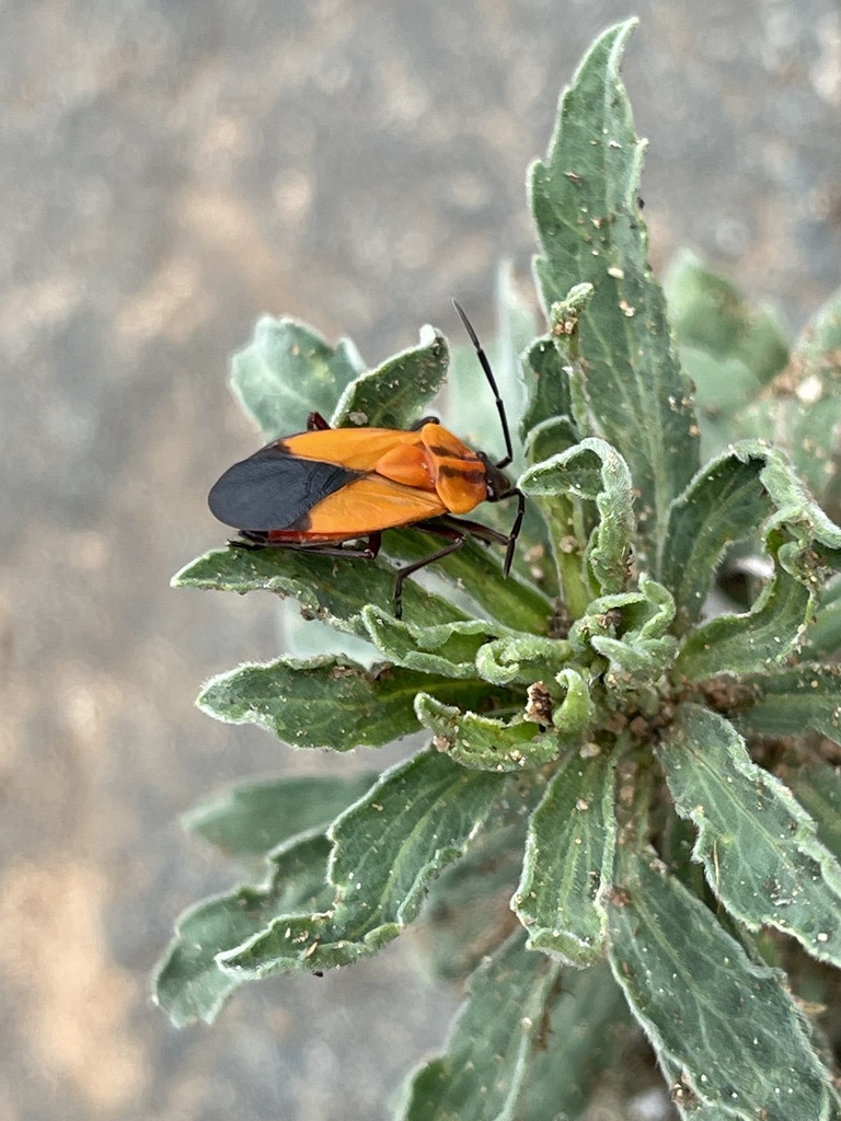 Aulacopeltus minor