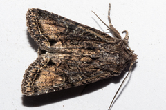 Ichneutica mutans