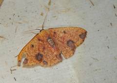 Celidomphax rubrimaculata