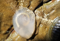 Phlebobranchia