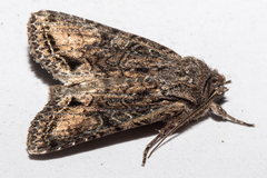 Ichneutica mutans