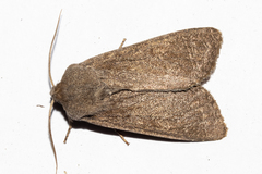 Ichneutica nullifera