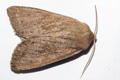 Ichneutica nullifera