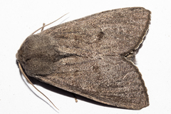 Ichneutica nullifera