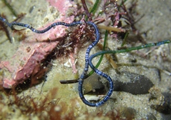 Chaetomorpha spiralis