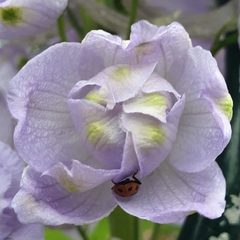 Hippodamia variegata