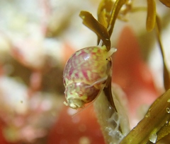 Eulithidium