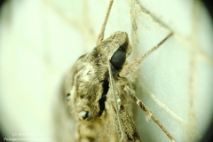 Psilogramma discistriga