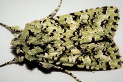 Meterana exquisita