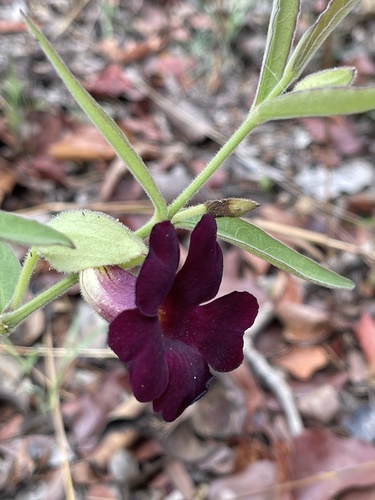 Thunbergia lancifolia image