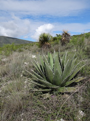 Agave triangularis