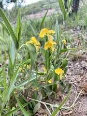 Commelina africana barberae