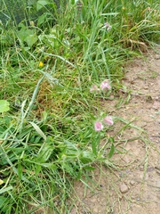 Silene disticha