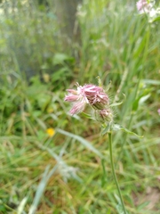 Silene disticha