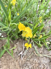 Commelina africana barberae