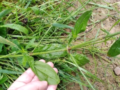 Silene disticha