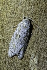 Phylomictis sarcinopa