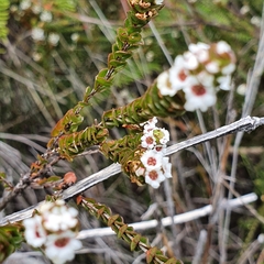 Baeckea imbricata