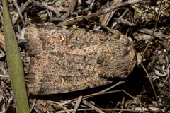 Proteuxoa tetronycha