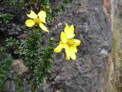 Coreopsis sherffii