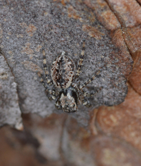 Mexigonus arizonensis
