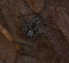 Mexigonus arizonensis