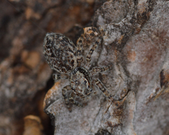 Mexigonus arizonensis
