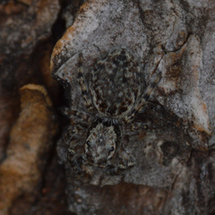 Mexigonus arizonensis