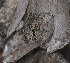 Mexigonus arizonensis