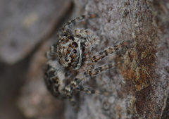 Mexigonus arizonensis