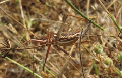 Uromenus brevicollis