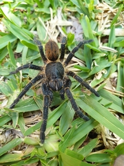 Harpactira chrysogaster