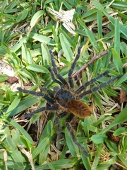 Harpactira chrysogaster