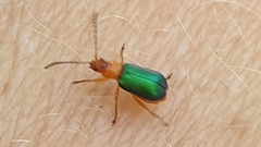 Chirodica