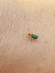 Chirodica