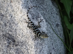 Sceloporus macdougalli