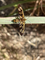 Amata polymita