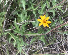 Wedelia acapulcensis