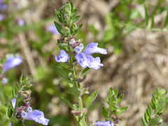 Scutellaria drummondii
