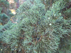 Juniperus chinensis