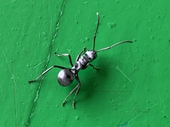 Polyrhachis schlueteri