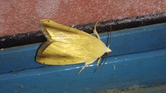 Xanthodes intersepta