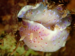 Goniobranchus thompsoni