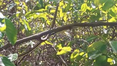 Psammophis orientalis