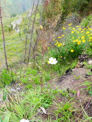 Cosmos peucedanifolius